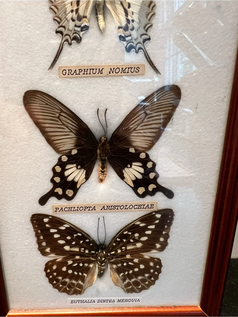 Three-Butterfly Framed Wall Art in Brown Wood Frame